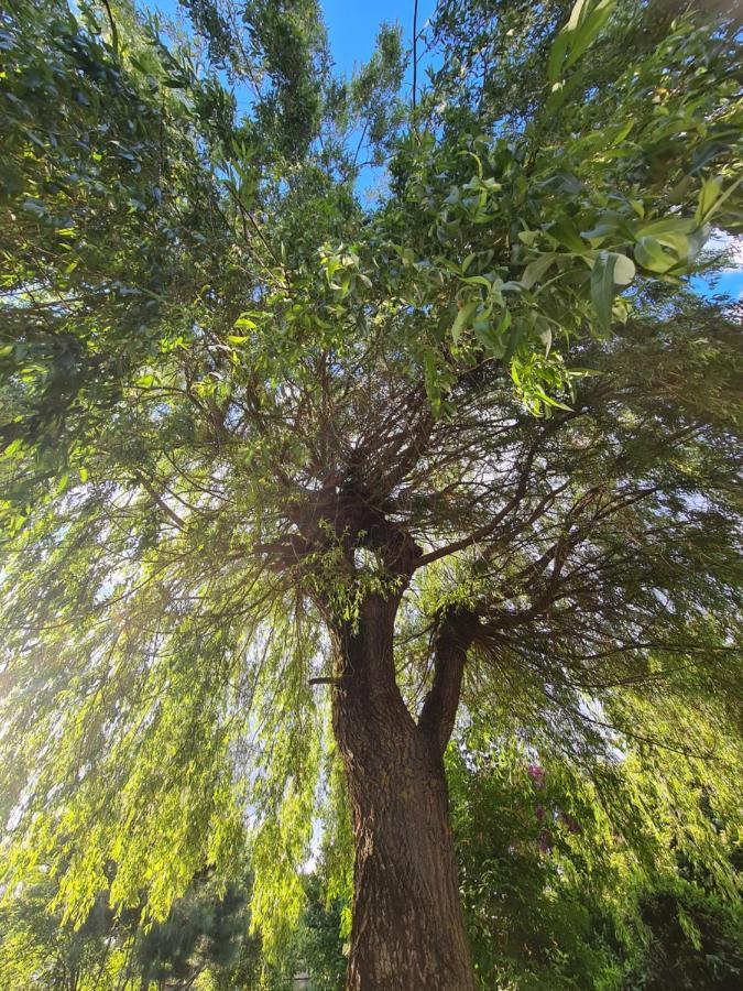 Le Tonneau Insolite Du Souffle Du Saule Buhl-Lorraine Exterior foto